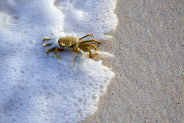 Horned ghost crab on the shoreline - Seychelles Horned ghost crab,Ocypode ceratopthalnus
