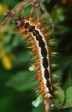 Cape lappet moth caterpillar feeding on a branch - South Africa Cape lappet moth caterpillar,Pachypassa capensis