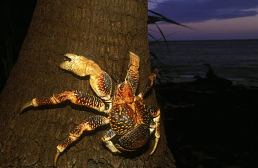 Coconut crab climbing a tree - Africa Coconut crab,Birgus latro,Arthropoda,Arthropods,Decapoda,Crayfish, Lobsters, Crabs,Robber crab,Crabe De Cocotier,Birgus,Animalia,Crustacea,Shore,Rock,Omnivorous,Indian,Coenobitidae,Pacific,Data Defici