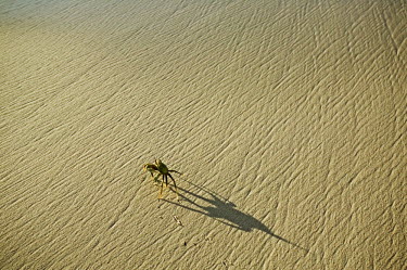 Horned ghost crab on the sand with a long shadow and tracks, dorsal view - Seychelles Horned ghost crab,Ocypode ceratopthalmus