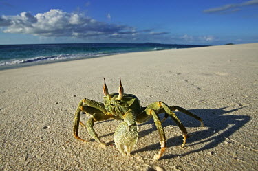 Horned ghost crab on the sand with a long shadow - Seychelles Horned ghost crab,Ocypode ceratopthalmus