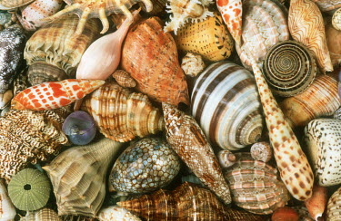 Selection of shells of marine snails, an illustration of biodiversity - African coasts Marine snail,Gastropoda
