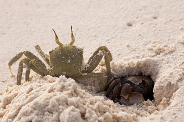 Horned ghost crabs digging a burrow in the sand - Mozambique Horned ghost crab,Ocypode ceratopthalnus