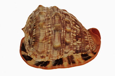 Bull mouth helmet shell against a white background White background,shell,exoskeleton,Macro,macrophotography,Close up,Bull mouth helmet,Cypraecassis rufa