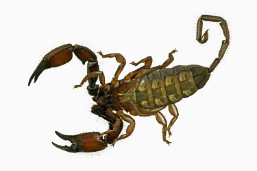 Scorpion full body, view from underneath - South Africa Sand burowing scorpion,Opistophthalmus spp