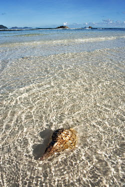 Triton's trumpet sea shell in shallow water - Seychelles Aquatic,water,water body,Macro,macrophotography,saltwater,Marine,saline,environment,ecosystem,Habitat,exoskeleton,beaches,Beach,shell,coast,Coastal,coast line,coastline,Close up,Triton's trumpet sea s