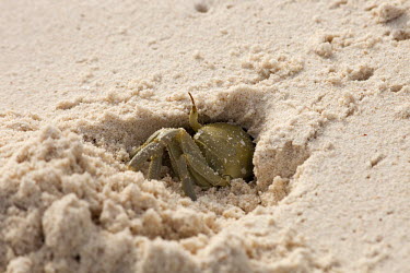 Horned ghost crab digging a burrow in the sand - Mozambique Horned ghost crab,Ocypode ceratopthalnus