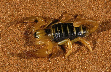 Sand burrowing scorpion on sand, dorsal view - Namib Desert, Namibia Sand burowing scorpion,Opistophthalmus spp