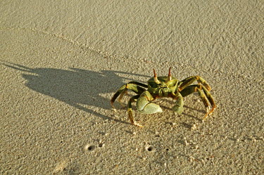 Horned ghost crab on the sand with a long shadow, front view - Seychelles Horned ghost crab,Ocypode ceratopthalmus