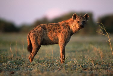 Spotted hyaena standing in grassland - Sub-Saharan Africa Spotted hyaena,Crocuta crocuta,Chordates,Chordata,Hyaenidae,Hyenas, Aardwolves,Carnivores,Carnivora,Mammalia,Mammals,laughing hyena,laughing hyaena,spotted hyena,Savannah,crocuta,Carnivorous,Least Con