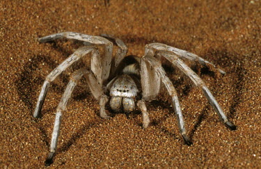 White lady spider on sand, front view - Namib Desert, Namibia White lady spider,Leucorchestris arenicola