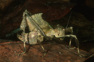 Katydid camouflaged to mimic a leaf, a defense from predators side view - Central African Republic Katydid,Tettigonidae spp