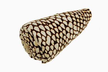 Marble cone shell against a white background Marble cone shell,Conus marmoreus