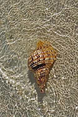 Triton's trumpet sea shell in shallow water - Seychelles Garden snail,Cantareus aspersus.