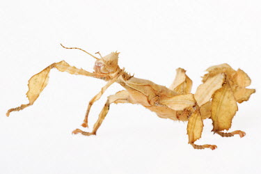 Giant Spiny Stick Insect, studio shot against white background Garden snail,Cantareus aspersus.