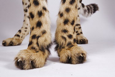 Cheetah feet with a white studio background - Africa Big cat,Cheetah,Acinonyx jubatus,Chordates,Chordata,Carnivores,Carnivora,Mammalia,Mammals,Felidae,Cats,Guépard,Chita,Guepardo,jubatus,Savannah,Appendix I,Africa,Acinonyx,Critically Endangered,Carnivo