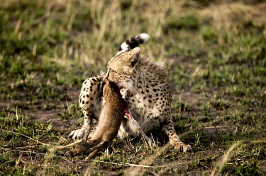 Sub-adult cheetah cub practises killing young Thompson's gazelle - Kenya, Africa Big cat,Cheetah,Acinonyx jubatus,Chordates,Chordata,Carnivores,Carnivora,Mammalia,Mammals,Felidae,Cats,Gu�pard,Chita,Guepardo,jubatus,Savannah,Appendix I,Africa,Acinonyx,Critically Endangered,Carnivor