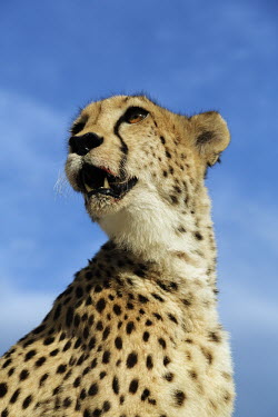 Female cheetah portrait from below - Namibia, Africa Spotted hyaena,Crocuta crocuta,Chordates,Chordata,Carnivores,Carnivora,Mammalia,Mammals,Felidae,Cats,Gu�pard,Chita,Guepardo,jubatus,Savannah,Appendix I,Africa,Acinonyx,Critically Endangered,Carnivorou