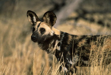 African wild dog standing in the grass - Sub-Saharan Africa African Wild Dog,Lycaon pictus,Carnivores,Carnivora,Mammalia,Mammals,Chordates,Chordata,Dog, Coyote, Wolf, Fox,Canidae,painted hunting dog,Cape hunting dog,Lycaon,Licaon,Cynhyene,Loup-peint,Savannah,C