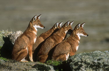 Four Ethiopian wolves looking in the same direction - Ethiopia African Wild Dog,Lycaon pictus,Dog, Coyote, Wolf, Fox,Canidae,Mammalia,Mammals,Chordates,Chordata,Carnivores,Carnivora,Abyssinian wolf,Simien fox,Simien jackal,Loup D'Abyssinie,Lobo Etiope,IUCN Red Li