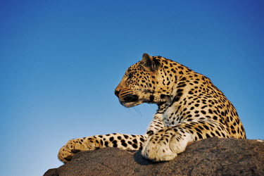 Leopard lying on a rock - Namibia - Africa Black-backed jackal,Canis mesomelas,Chordates,Chordata,Felidae,Cats,Mammalia,Mammals,Carnivores,Carnivora,Pantera,L�opard,Panth�re,Leopardo,Temperate,Savannah,Asia,Appendix I,Carnivorous,Panthera,Near