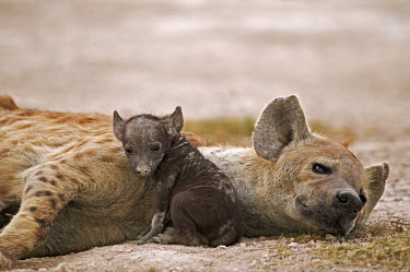Spotted hyaena adult with young pups - Kenya, Africa Spotted hyaena,Crocuta crocuta,Chordates,Chordata,Hyaenidae,Hyenas, Aardwolves,Carnivores,Carnivora,Mammalia,Mammals,laughing hyena,laughing hyaena,spotted hyena,Savannah,crocuta,Carnivorous,Least Con