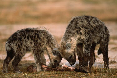 you spotted hyaenas scavenging for the remains of kills - Botswana, Africa Big cat,Leopard,Panthera pardus,Chordates,Chordata,Hyaenidae,Hyenas, Aardwolves,Carnivores,Carnivora,Mammalia,Mammals,laughing hyena,laughing hyaena,spotted hyena,Savannah,crocuta,Carnivorous,Least Co