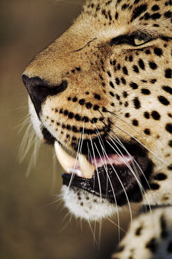 Portrait of leopard showing it's wiskers - Namibia, Africa Serval,Leptailurus serval,Chordates,Chordata,Felidae,Cats,Mammalia,Mammals,Carnivores,Carnivora,Pantera,L�opard,Panth�re,Leopardo,Temperate,Savannah,Asia,Appendix I,Carnivorous,Panthera,Near Threatene