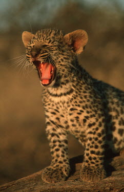 Eight week old leopard cub yawning - Africa Big cat,Leopard,Panthera pardus,Chordates,Chordata,Felidae,Cats,Mammalia,Mammals,Carnivores,Carnivora,Pantera,Léopard,Panthère,Leopardo,Temperate,Savannah,Asia,Appendix I,Carnivorous,Panthera,Near T