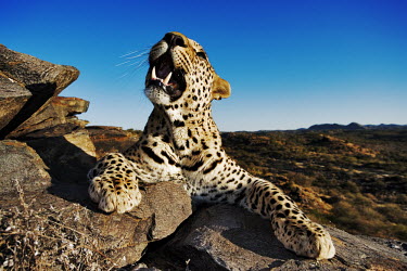 Leopard lying on a rock - Namibia - Africa Big cat,Leopard,Panthera pardus,Chordates,Chordata,Felidae,Cats,Mammalia,Mammals,Carnivores,Carnivora,Pantera,L�opard,Panth�re,Leopardo,Temperate,Savannah,Asia,Appendix I,Carnivorous,Panthera,Near Thr