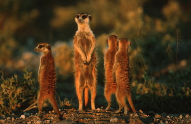 Group of meerkat sentinels stand upright to gain wider view of area - Africa Ethiopian Wolf,Canis simensis,Herpestidae,Mongooses, Meerkat,Carnivores,Carnivora,Mammalia,Mammals,Chordates,Chordata,Slender-tailed meerkat,suricate,Subterranean,Sand-dune,Savannah,Africa,Terrestrial