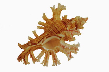 Rose-branch murex shell against a white background exoskeleton,Macro,macrophotography,Close up,shell,White background,Rose-branch Murex,Chicoreus palmarosa