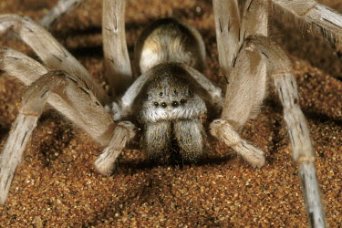White lady spider on sand, front view - Namib Desert, Namibia White lady spider,Leucorchestris arenicola