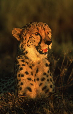Cheetah portrait - Africa Facial portrait,face,Evening,nightfall,sunsets,dusk,sun set,Sunset,coloration,Colouration,spotty,spot,Spots,spotted,Portrait,face picture,face shot,patterns,patterned,Pattern,Big cat,Cheetah,Acinonyx