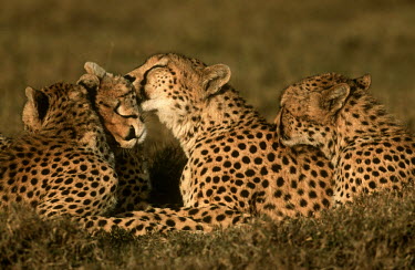 Cheetah mother grooming almost fully grown cubs - Kenya, Africa Offspring,children,young,babies,family,Allogroom,Allogrooming,Siblings,sibling,groomed,groom,Grooming,Juvenile,immature,child,baby,infants,infant,Cub,cubs,Big cat,Cheetah,Acinonyx jubatus,Chordates,Ch