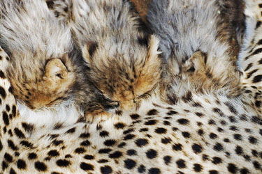 Cheetah cubs suckling - Namibia, Africa Juvenile,immature,child,children,baby,infants,infant,young,babies,Cub,cubs,kitty,Kitten,kittens,food,feed,hungry,eat,hunger,Feeding,eating,positive,family,cute,Big cat,Cheetah,Acinonyx jubatus,Chordat