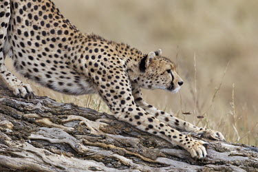 Cheetah female stretching on a wood log - Kenya, Africa Big cat,Cheetah,Acinonyx jubatus,Chordates,Chordata,Carnivores,Carnivora,Mammalia,Mammals,Felidae,Cats,Gu�pard,Chita,Guepardo,jubatus,Savannah,Appendix I,Africa,Acinonyx,Critically Endangered,Carnivor