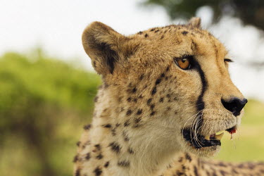 Wildscreen - cheetah