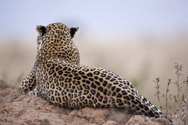 Leopard sitting on a termite mound as a vantage point - Kenya, Africa patterns,patterned,Pattern,coat,furry,pelt,Fur,furs,hidden,crypsis,Camouflage,camo,disguise,disguised,camouflaged,resting,rested,rest,blur,selective focus,blurry,depth of field,Shallow focus,blurred,s