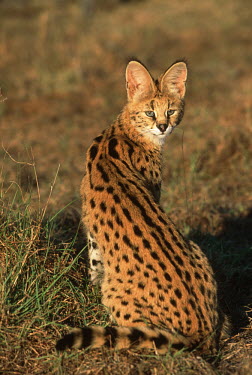 Serval turning to look at the camera - Africa coloration,Colouration,spotty,spot,Spots,spotted,Portrait,face picture,face shot,Close up,coat,furry,pelt,Fur,furs,ear,Ears,aware,on-edge,on edge,cautious,Alert,patterns,patterned,Pattern,Serval,Lepta