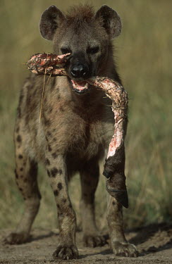 Spotted hyaena with wildebeest leg bone - Sub-Saharan Africa Carnivorous,Carnivore,carnivores,leg,food,feed,hungry,eat,hunger,Feeding,eating,Spotted hyaena,Crocuta crocuta,Chordates,Chordata,Hyaenidae,Hyenas, Aardwolves,Carnivores,Carnivora,Mammalia,Mammals,lau