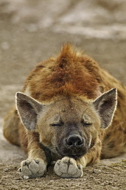 Spotted hyaena adult sleeping at den site - Kenya, Africa resting,rested,rest,Portrait,face picture,face shot,sleep,tired,exhausted,nap,asleep,snooze,nap time,sleeping,Spotted hyaena,Crocuta crocuta,Chordates,Chordata,Hyaenidae,Hyenas, Aardwolves,Carnivores,