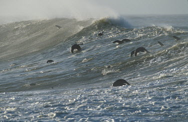 Cape fur seals surfing in the sea - South Africa saltwater,Marine,saline,Aquatic,water,water body,swimmer,swimming,coast,Coastal,coast line,coastline,waves,surf,Wave,action,movement,move,Moving,in action,in motion,motion,Sea,seas,environment,ecosyst