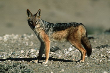 Black-backed jackal standing looking at camera in desert habitat - Namibia, Africa Black-backed jackal,Canis mesomelas,Carnivores,Carnivora,Mammalia,Mammals,Dog, Coyote, Wolf, Fox,Canidae,Chordates,Chordata,silver-backed jackal,Semi-desert,Forest,Terrestrial,Mountains,Canis,Animalia