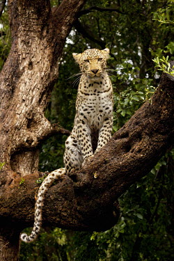 Leopard sitting in a tree - Africa coat,furry,pelt,Fur,furs,branch,Tree,bark,branches,markings,marking,spotty,spot,Spots,spotted,Arboreal,treelife,lives in tree,tree life,tree dweller,coloration,Colouration,patterns,patterned,Pattern,h
