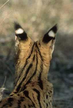 Back of a Serval head - Africa coat,furry,pelt,Fur,furs,coloration,Colouration,spotty,spot,Spots,spotted,patterns,patterned,Pattern,Portrait,face picture,face shot,Close up,ear,Ears,Serval,Leptailurus serval,Felidae,Cats,Mammalia,M
