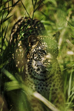 Leopard hidden in long grass - South Africa hidden,crypsis,Camouflage,camo,disguise,disguised,camouflaged,patterns,patterned,Pattern,Grassland,markings,marking,Jungle,Terrestrial,ground,spotty,spot,Spots,spotted,predation,hunt,hunter,stalking,H