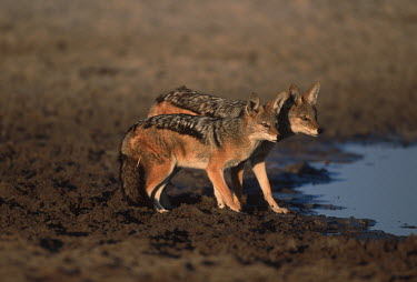 Pair of black-backed jackals by a waterhole - Namibia, Africa drink,thirst,drinks,Drinking,thirsty,Black-backed jackal,Canis mesomelas,Carnivores,Carnivora,Mammalia,Mammals,Dog, Coyote, Wolf, Fox,Canidae,Chordates,Chordata,silver-backed jackal,Semi-desert,Forest