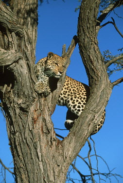 Leopard resting in a tree - Africa branch,Tree,bark,branches,spotty,spot,Spots,spotted,patterns,patterned,Pattern,coat,furry,pelt,Fur,furs,hidden,crypsis,Camouflage,camo,disguise,disguised,camouflaged,markings,marking,coloration,Colour