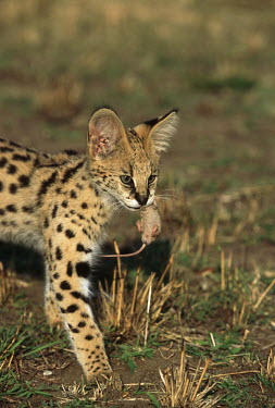 Serval carrying mouse prey - Africa Killing,prey,preyed,predation,killed,kill,Carnivorous,Carnivore,carnivores,hunt,hunter,stalking,Hunting,stalker,hungry,stalk,hunger,spotty,spot,Spots,spotted,hidden,crypsis,Camouflage,camo,disguise,di
